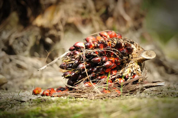 Frutos frescos de palma aceitera — Foto de Stock