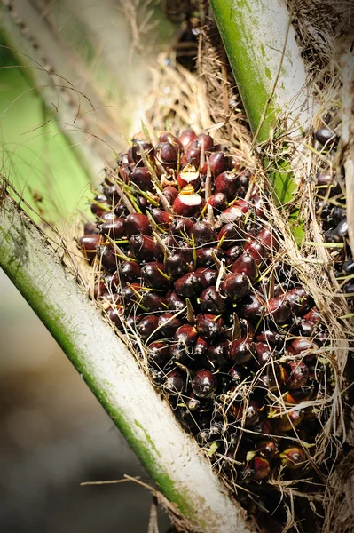 Huile de palme fraîche — Photo