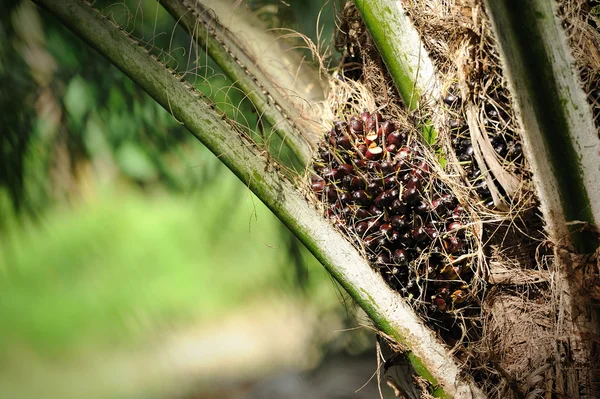 Färsk olja palm frukt — Stockfoto