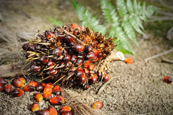 Färsk olja palm frukt — Stockfoto