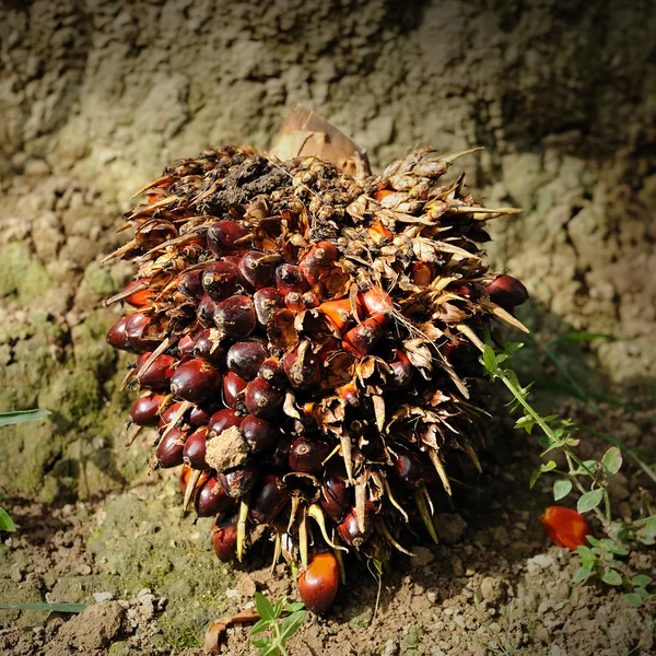 Frutos frescos de palma aceitera — Foto de Stock