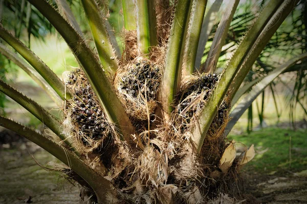 Frutos frescos de palma aceitera —  Fotos de Stock