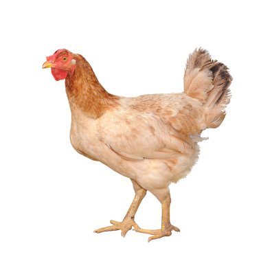 tavuk çiftliği tavuk