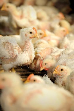 tavuk çiftliği tavuk,