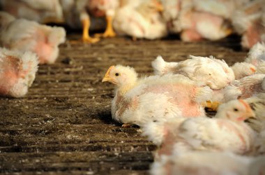 tavuk çiftliği tavuk,