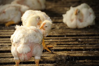 tavuk çiftliği tavuk,