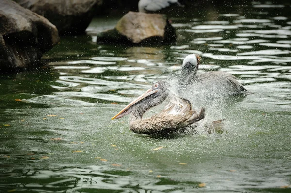 Wielki biały pelikan — Zdjęcie stockowe