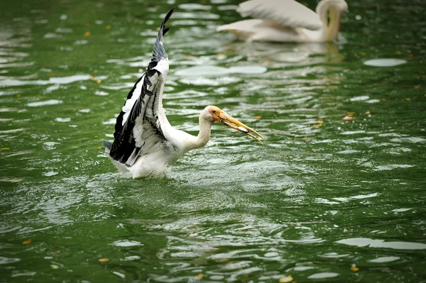 Great White Pelican — Stock Photo, Image