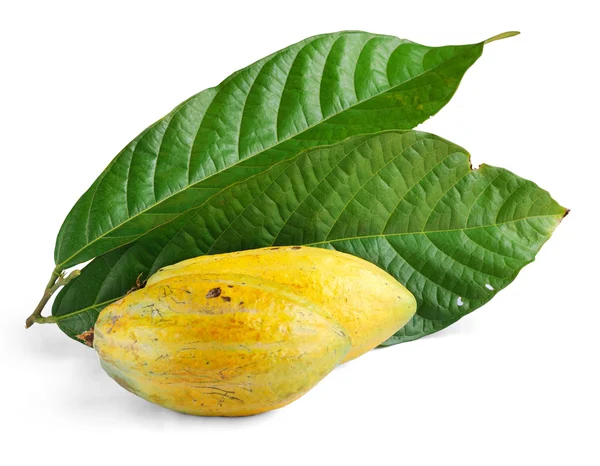 Cacao fruits with leaf — Stock Photo, Image