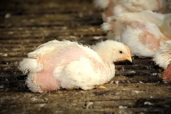 Pollo en granja avícola , — Foto de Stock