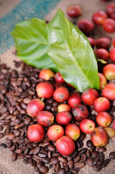 Čerstvé syrové kávová zrna — Stock fotografie