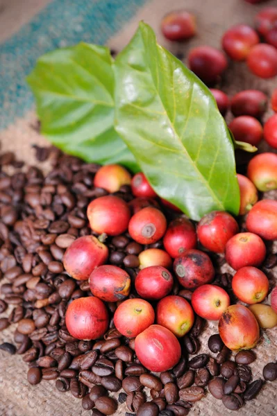 Frische rohe Kaffeebohnen — Stockfoto