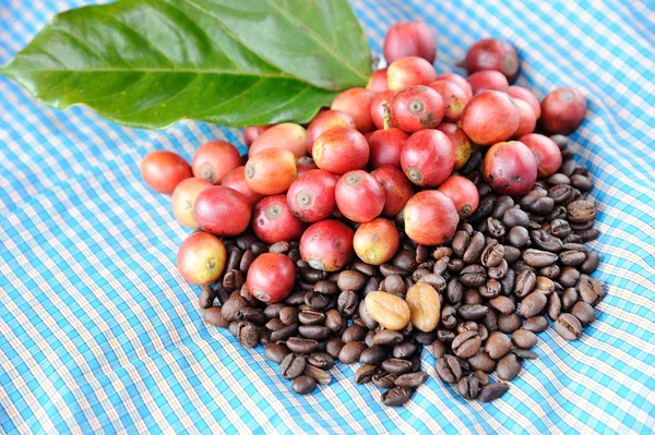 新鲜原料咖啡豆 — 图库照片