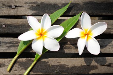 Tropikal çiçek dalları frangipani (plumeria)