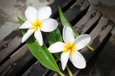 Tropikal çiçek dalları frangipani (plumeria)