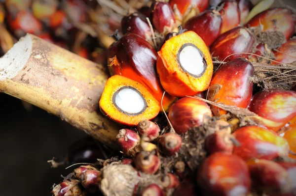 Palmölsamen — Stockfoto