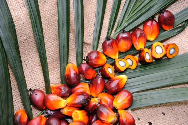 Пальмова олія насіння — стокове фото