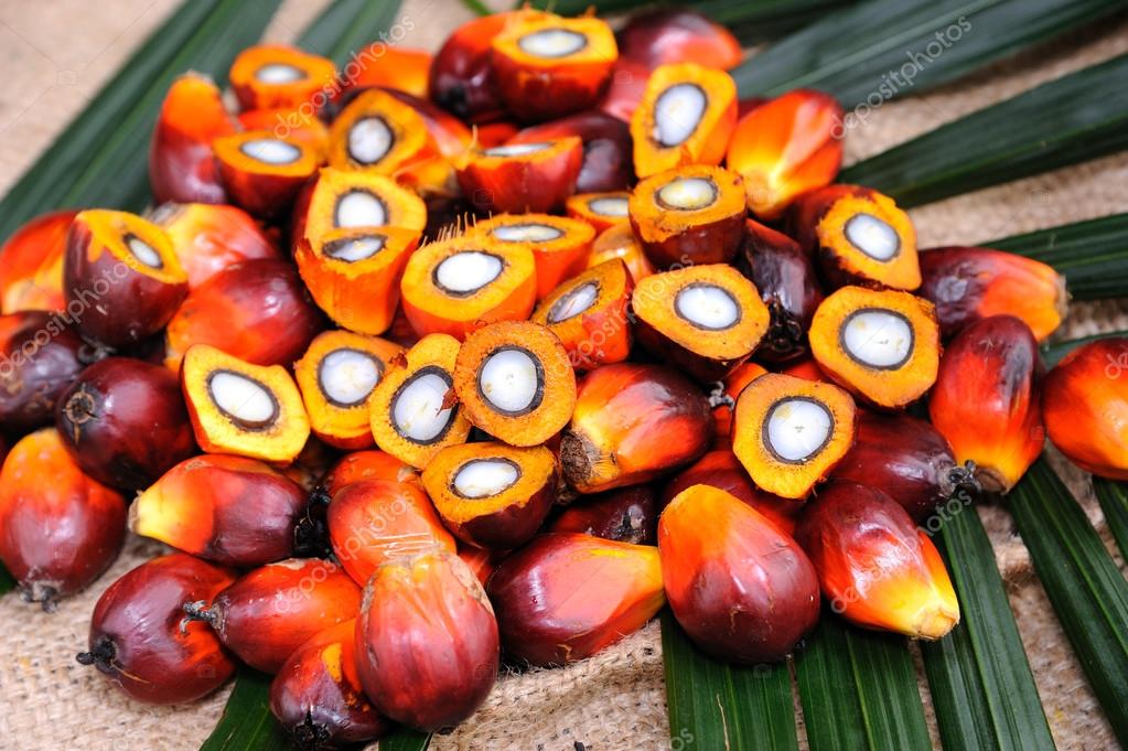 Pictures palm  oil  Palm Oil seeds   Stock Photo 