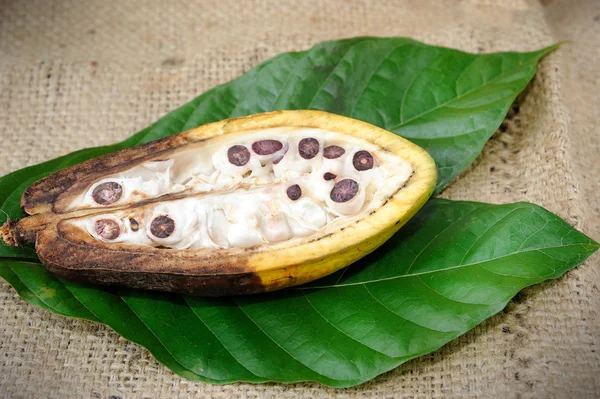 Kakao yaprağı ile meyve — Stok fotoğraf