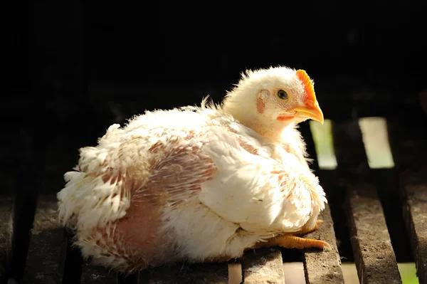 Chicken farm, — Stock Photo, Image