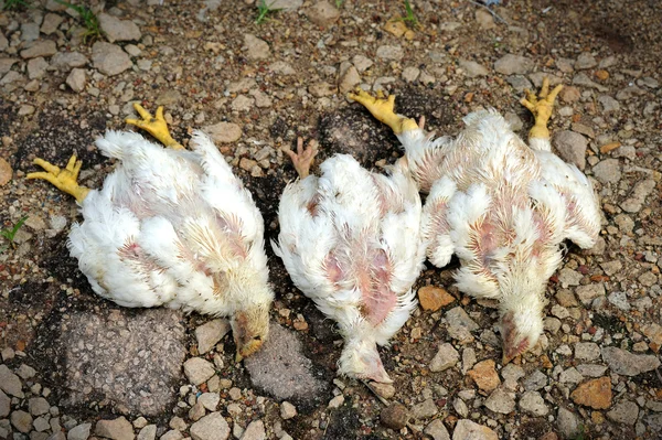 Allevamento di pollo , — Foto Stock