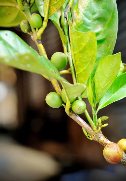 Kaffeebeeren — Stockfoto