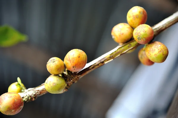 Koffie bessen — Stockfoto