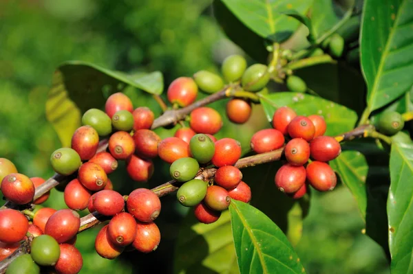 Kaffe bär — Stockfoto