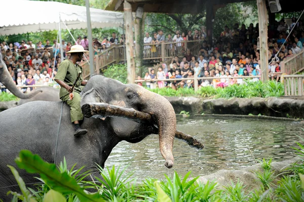 Asian Elephants — Stock Photo, Image