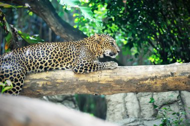 Leoparı (Panthera pardus)