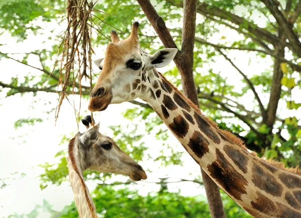 Jirafa en el Zoológico de Taipei — Foto de Stock