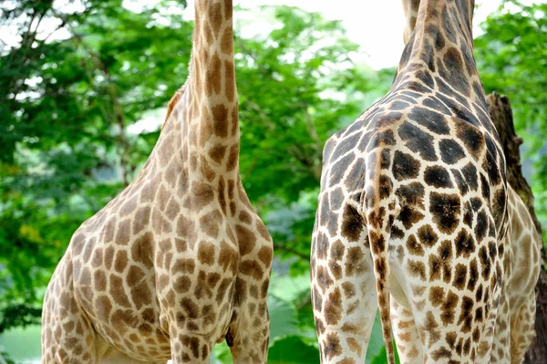 Giraffa a Taipei Zoo — Foto Stock