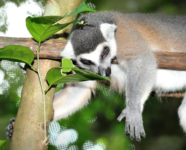 Ringen halet Lemur - Stock-foto