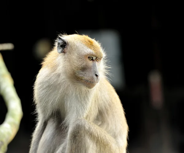 Monkey — Stock Photo, Image