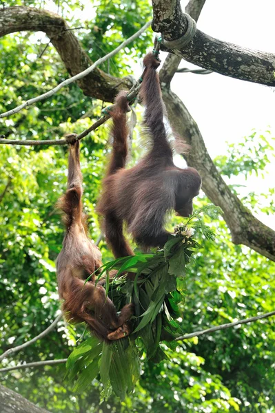 Orang-Utan — Stockfoto