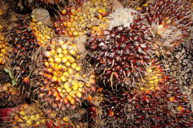 palmiye yağı meyve