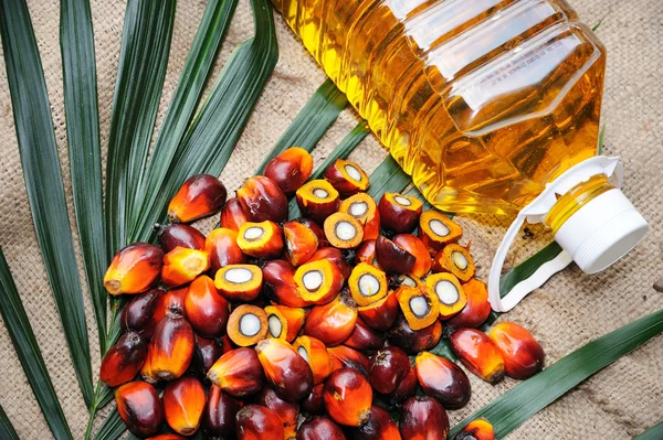 Frutas de palma de aceite — Foto de Stock