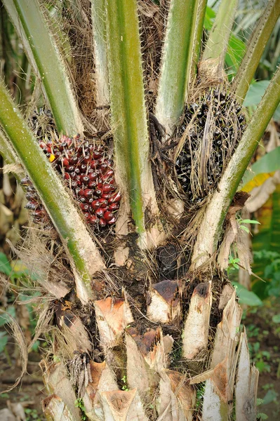 Frutas de palma de aceite —  Fotos de Stock