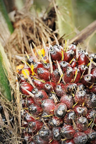 Oljepalmens frukter — Stockfoto