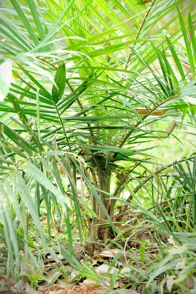 Plantación de palma aceitera —  Fotos de Stock