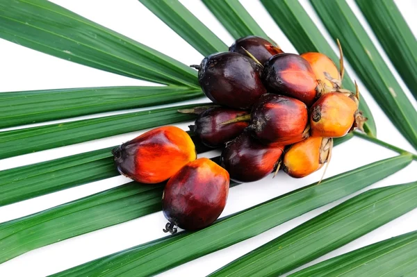 Oil palm fruits — Stock Photo, Image