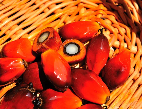 Óleo de palma Frutas — Fotografia de Stock