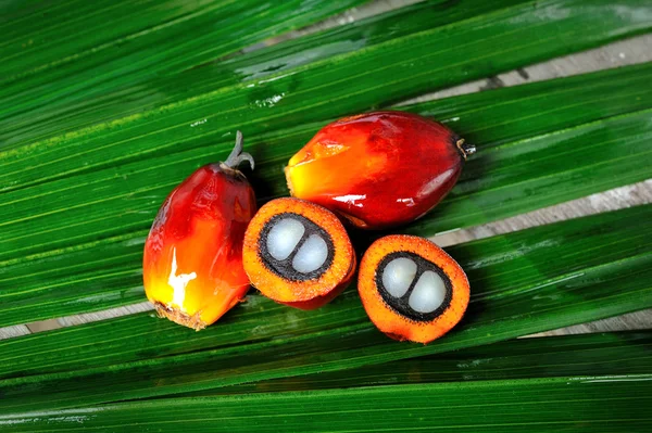 Oil palm fruits — Stock Photo, Image