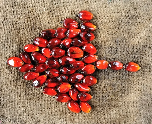 Frutas de palma de aceite —  Fotos de Stock