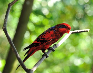 Blue-streaked Lory (Eos reticulata) clipart
