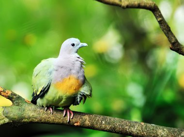 Yeşil pembe boyunlu güvercin