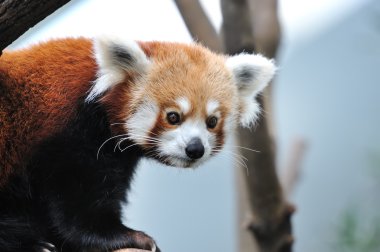 Kızıl panda