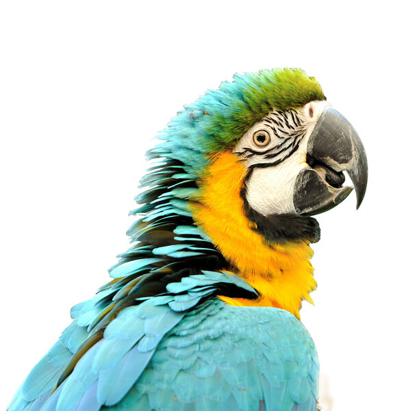 Close up of Blue-and-yellow Macaw (Ara ararauna) isolated on white background, selective focus.