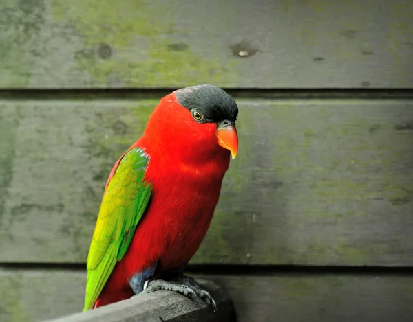 Farbenfrohe Lory — Stockfoto