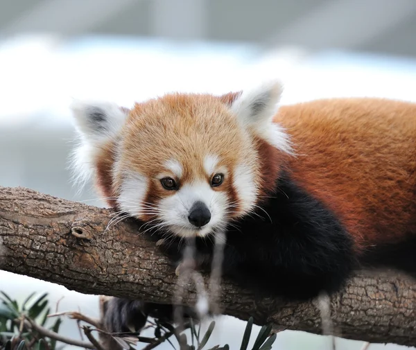 Roter Panda — Stockfoto